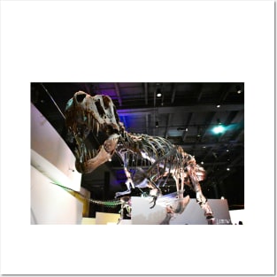 dinosaur fossil trex ecopop photo museum art Posters and Art